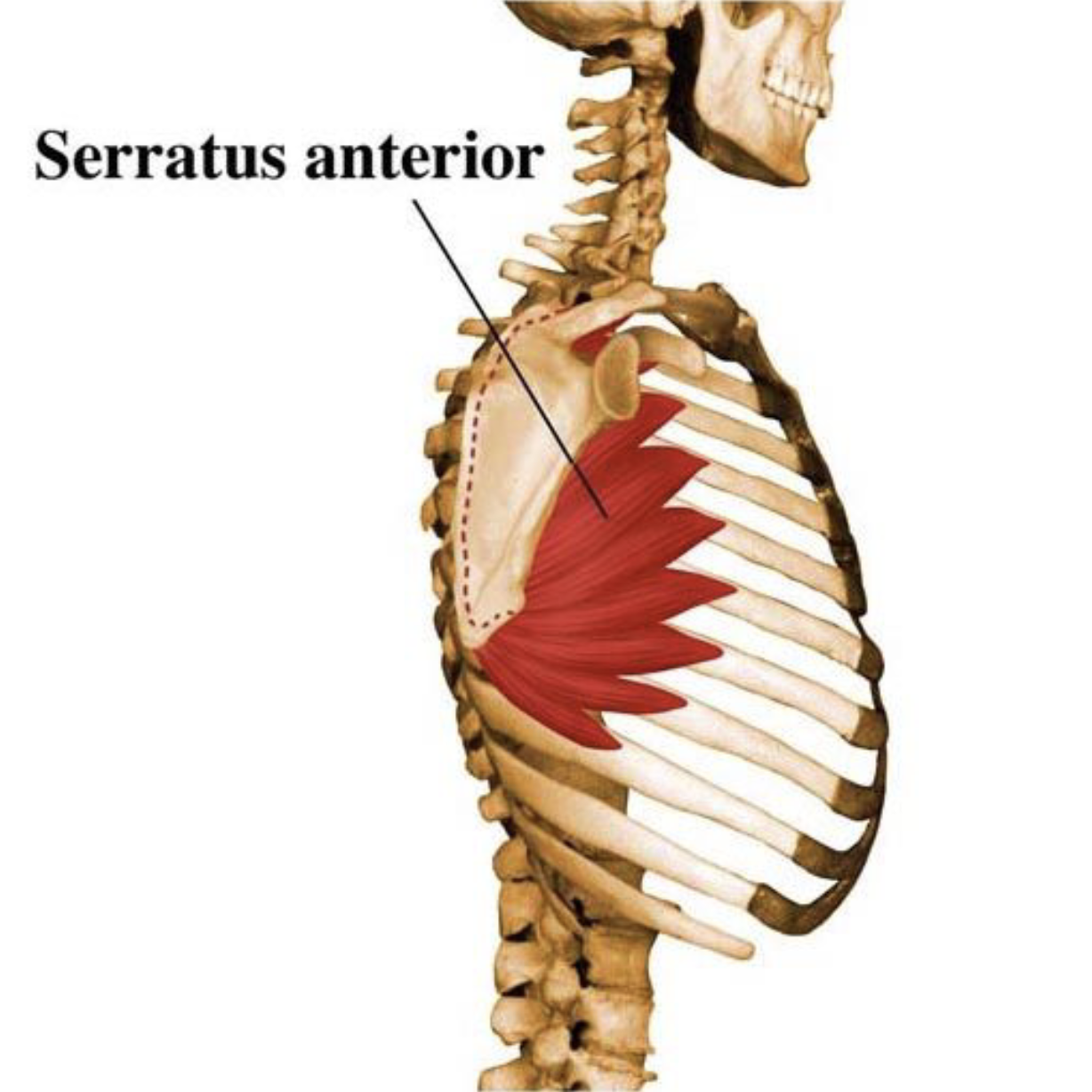 <ul><li><p>Allows rotation of the arm and pulls the scapula forward and around the rib cage</p></li><li><p>Also supports breathing</p></li></ul><p></p>