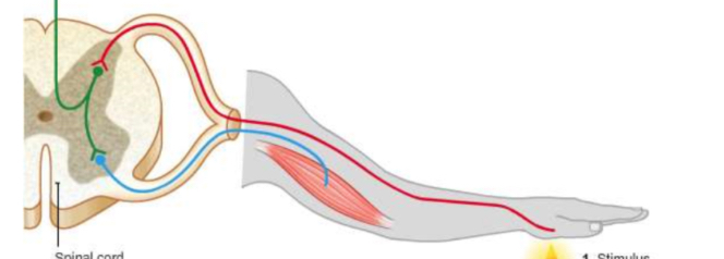 <p>(2.90) Describe the reflex arc : withdrawal of a finger from a hot object</p>