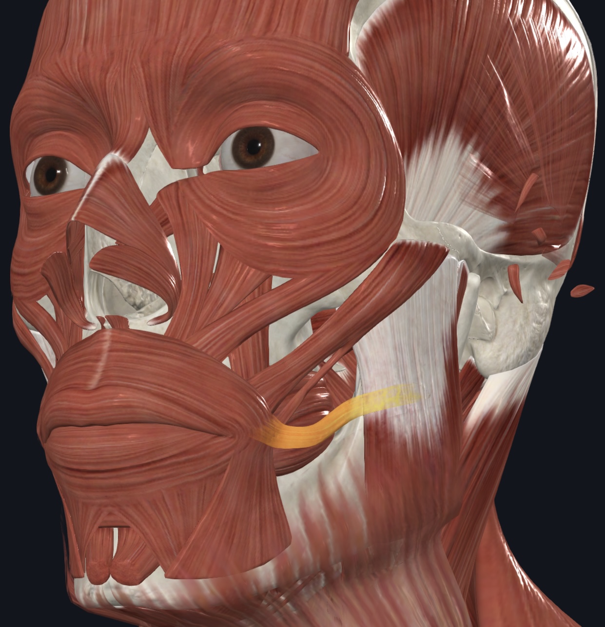 term image