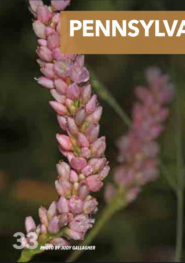 <p>Smartweed; Polygonaceae</p>