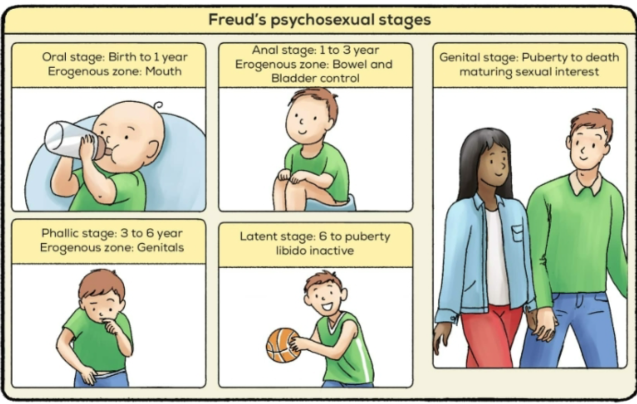 <ul><li><p><strong>stages of childhood centering on erogenous zones</strong></p></li></ul>