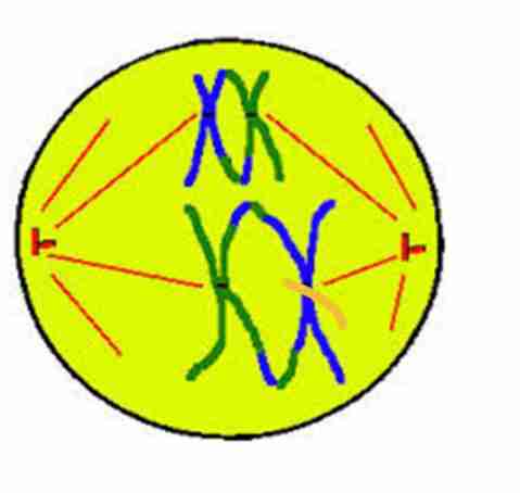 <p><strong>Paired homologous</strong></p><p><strong>chromosomes</strong> are</p><p>moved by the spindle</p><p>fibers to the <strong>equator</strong> of</p><p>the cell</p>