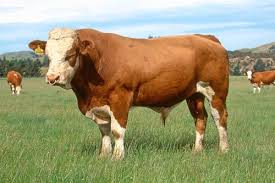 <p>simmental info</p>