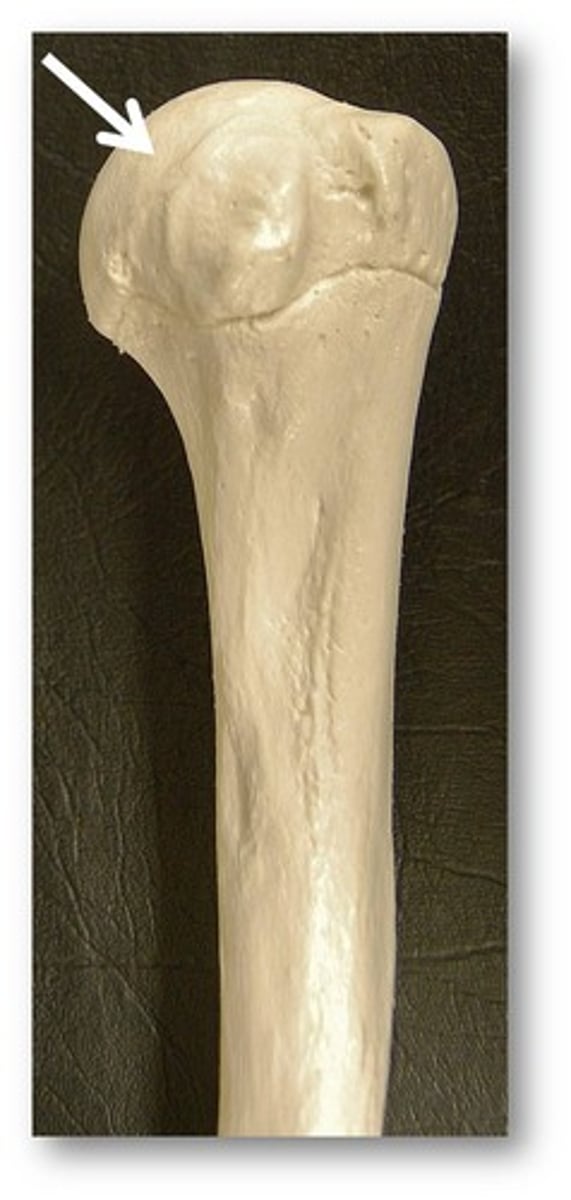 <p>Name this specific part of the humerus.</p>