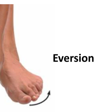 <p>Eversion</p>