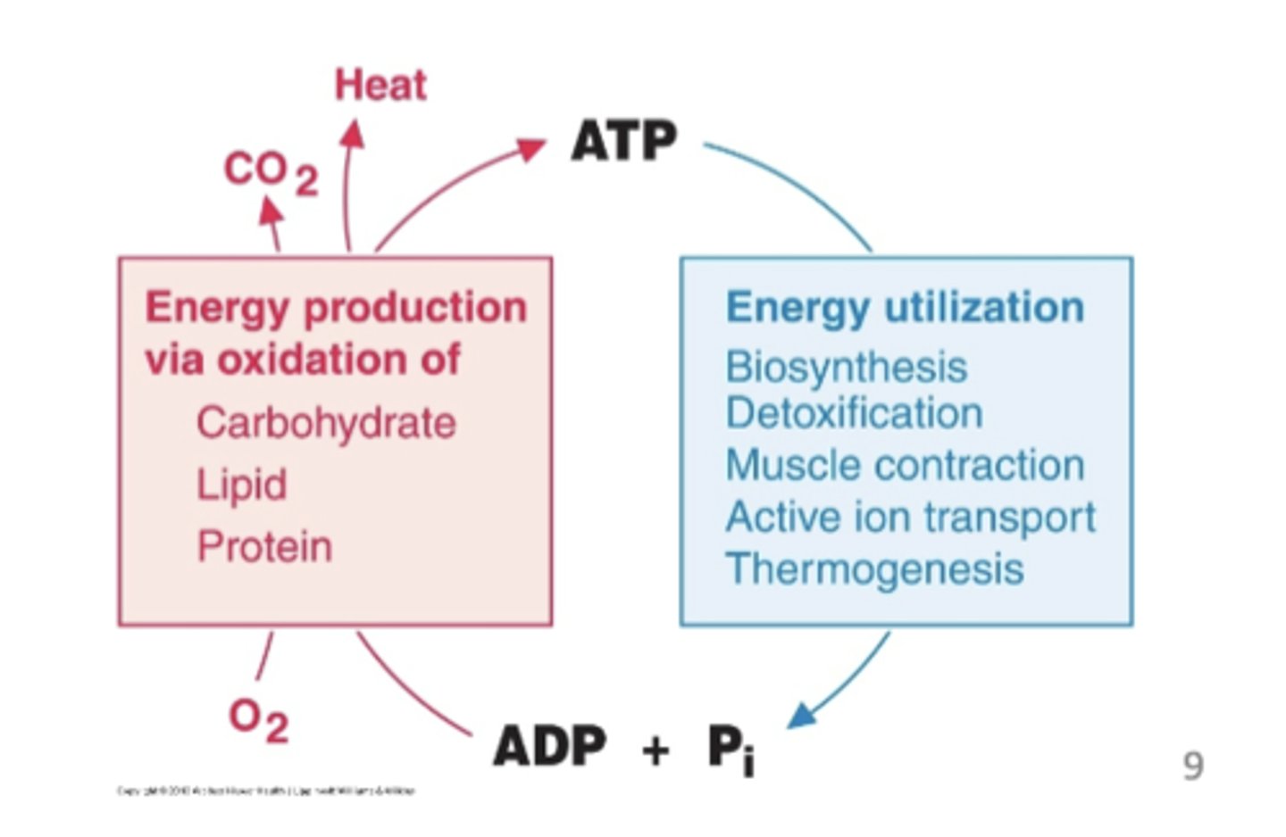 <p>proteins, fats, carbohydrates; oxidation</p>