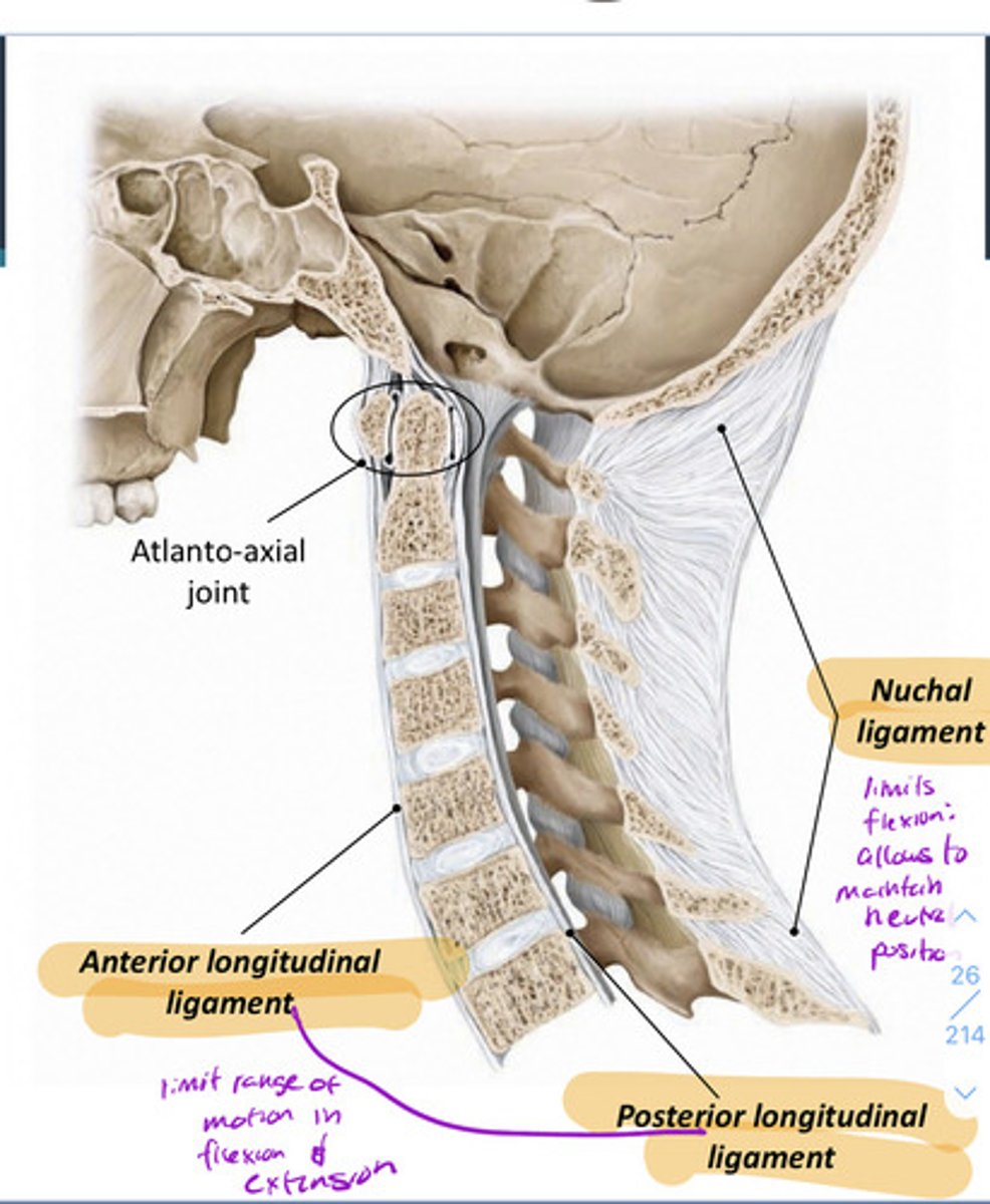 <p>prevents hyperextension</p>