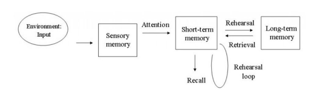 <ul><li><p><span><strong>Sensory Memory</strong></span></p><ul><li><p><span>temporary store holding information from the environment very briefly in the form in which it is received:</span></p><ul><li><p><span>Visual - Auditory - Tactile - Olfactory - Gustatory information</span></p></li><li><p><span>A storage system holds sensory input in a relatively unprocessed form for fractions of a second after the physical stimulus is no longer available</span></p></li></ul></li><li><p><span>Plays a vital role in filtering out useless information, enabling us to focus our attention on important details.</span></p></li><li><p><span>Information needs to receive attention if it is going to begin the process of being transferred to long term memory.</span></p></li></ul></li><li><p><span><strong>Short Term Memory (STM)</strong></span></p><ul><li><p><span>Information enters STM from the sensory store only if attention is paid to the stimuli.</span></p></li><li><p><span>limited to around 7 items and a duration of 6-12 seconds.</span></p></li><li><p><span>a temporary storage depot for incoming information after it receives and encodes information from the sensory memory.</span></p></li><li><p><span>If new information enters the STM then the information in the store may be displaced and lost</span></p><ul><li><p><span>when you are rehearsing that phone number for ordering the pizza and then someone calls out your name.&nbsp; When your attention is taken away from the information in your STM, it is then displaced and no longer available.</span></p></li></ul></li><li><p><span>when we recall something it moves from LTM and enters STM so that decisions can be made and problems can be solved.</span></p></li><li><p><span>Coding: Acoustically - Information is lost unless it is rehearsed (via repetition)</span></p></li></ul></li><li><p><span><strong>Long Term Memory (LTM)</strong></span></p><ul><li><p><span>Rehearsal helps transfer information into long-term memory store.</span></p></li><li><p><span>Holds a vast (unlimited?) quantity of information, which can be stored for long periods of time (a lifetime?).</span></p></li><li><p><span>Information includes personal memories, general knowledge and beliefs, future plans, skills and expertise</span></p></li><li><p><span>Coding: Primarily semantic, but also acoustic and visual</span></p></li><li><p><span>Information in the LTM can also be recalled back to the STM</span></p></li></ul></li></ul><p><br></p>