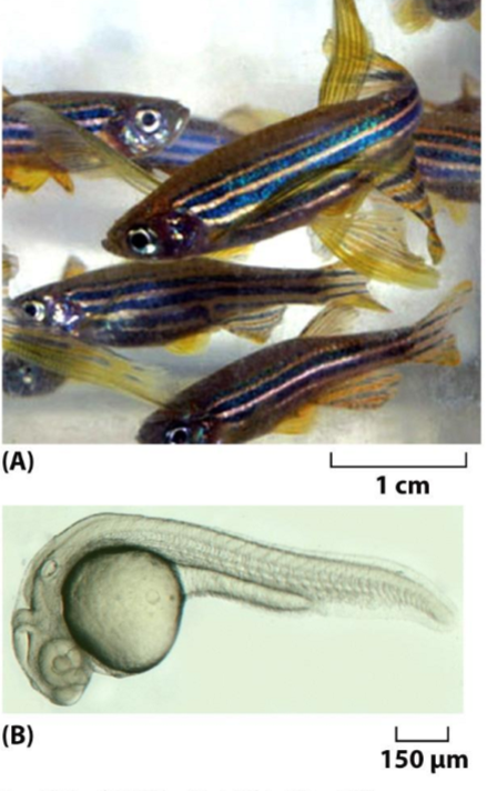 <ul><li><p>zebra fish </p></li><li><p>transparent for 1st 2 weeks of life</p></li><li><p>excellent for developmental studies </p></li></ul><p></p>