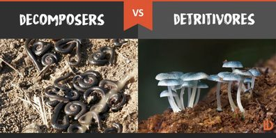 <p>Detritivores are organisms that feed on detritus (dead organic matter); But they are different from Saprotrophs because they still digest their food internally, not EXTERNALLY like Saprotrophs do.</p>