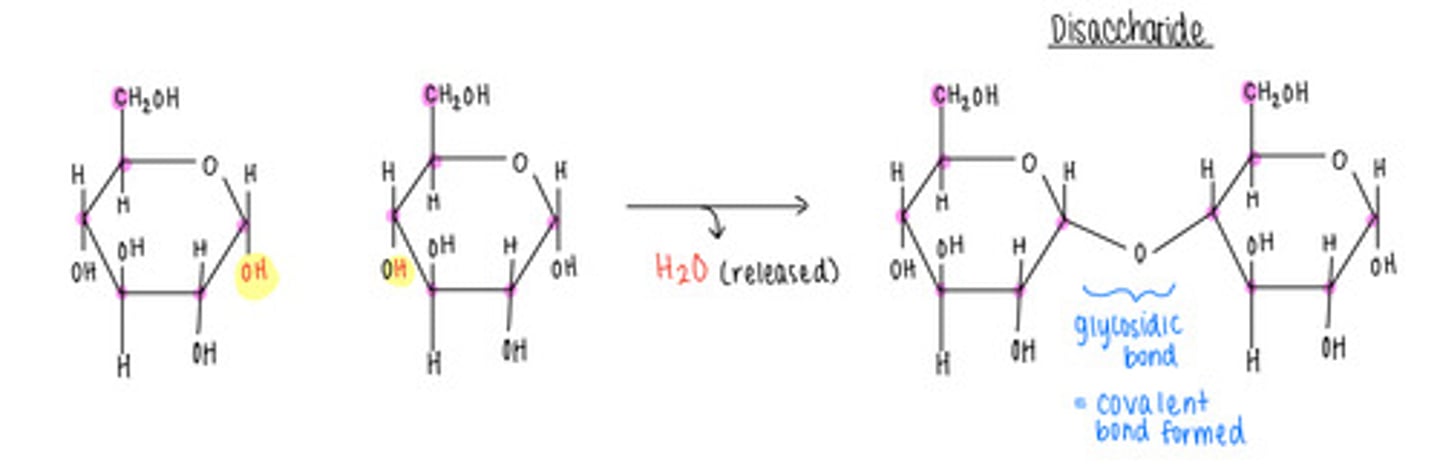 <p>dehydration/condensation reactions</p>