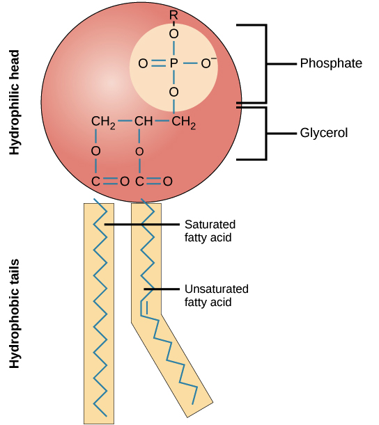 <p>two fatty acids and a phosphate group are attached to glycerol, bilayer, apart of all cell-membranes</p>