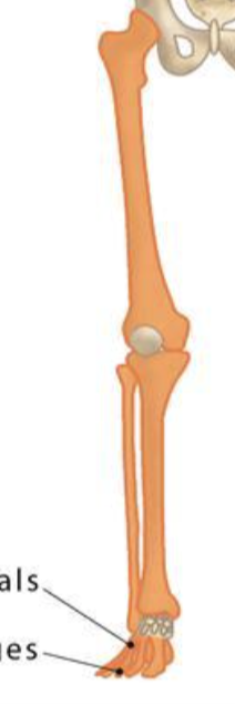 <p>Longer than they are wide; involved in movement</p><p><br>Examples: femur, humerus</p>