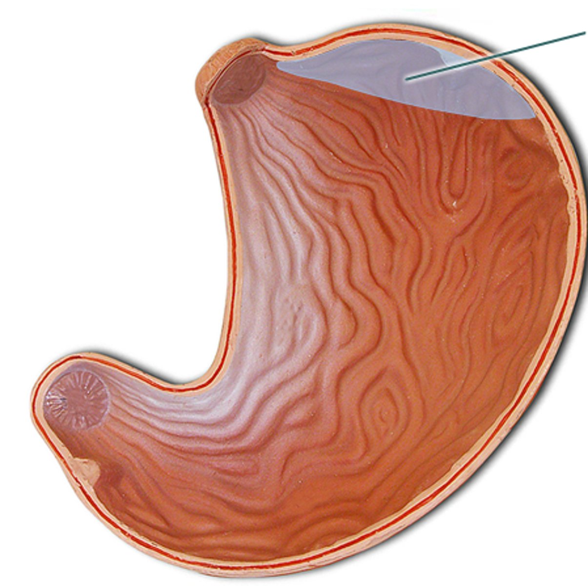 <p>bulges superior to and to the left of the cardiac orifice</p>