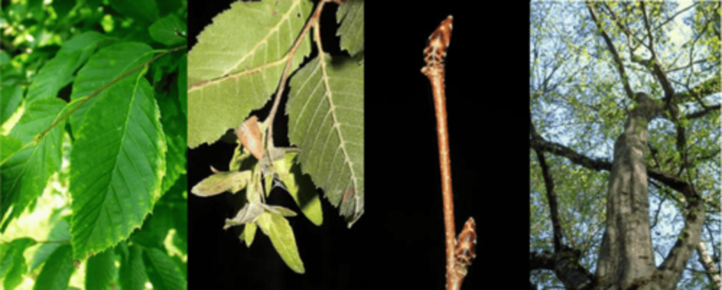 <p>Leaves: alternate, simple, elliptical to ovate, 3-5" long, pinnately veined, tip acuminate, doubly serrate margin; waxy, smooth green above, paler below. </p><p>Twigs: slender, somewhat zigzag, brown to gray in color; </p><p>Buds: brown, angled, with a tan silky edge to each scale (making the buds appear lined), (buds are not as pointed, nor do they "curve around the stem" like C. betulus); approximately 1/4 inch or less in length. </p><p>Fruit: small ribbed nutlet carried on a 3-lobed, slightly folded leafy bract that is 1 inch long (somewhat resembles a maple leaf); bracts are clustered on a long (4-6") hanging stalk; ripen in late summer and fall, disperse through the winter. </p><p>Bark: Thin, smooth, gray to bluish gray regardless of age or size; trunk is fluted heavily, resulting in a muscular appearance; fluted (musclewood) with smooth rounded longitudinal ridges, wood dense (ironwood, musclewood) </p><p>Form/Silvics: A small, nearly shrubby tree reaching up to 25' tall with a rounded crown and a twisted trunk. Can grow in areas with heavy shade, wet sites and high pH. Usually found on north-facing slopes at base of bluffs, ravine bottoms, and moist sites.</p>