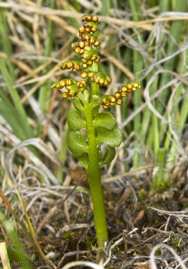<p>Scalloped moonwort</p>
