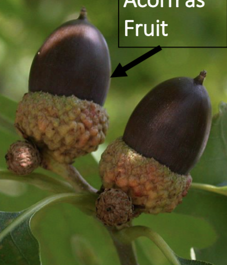 <p>acorn, short stalked, cap 1/4-1/3 of acorn w/ bumpy scales</p>