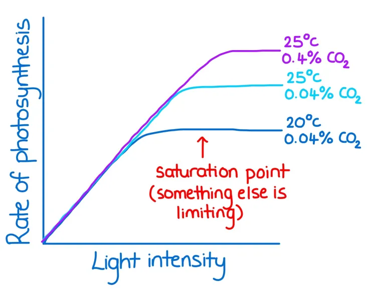 <p>As CO<sub>2</sub> concentration increases, more reactant becomes available, so there are more collisions with enzymes. Thus, as CO<sub>2</sub> concentration increases, the rate of photosynthesis increases.</p><p>The rate of photosynthesis eventually plateaus when another limiting factor prevents its increase.</p>