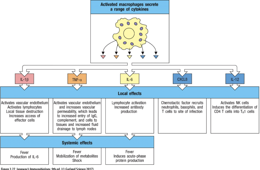 <ul><li><p><span>Produced by immune cells AKA leukocytes – hence “interleukins” (IL)</span></p></li><li><p><span>Protein chemical messengers made by immune cells that influence the behaviour of other cells, particularly immune cells</span></p></li><li><p><span>Proliferate</span></p></li><li><p><span>Activate cells</span></p></li><li><p><span>Induce phagocytosis</span></p></li><li><p><span>Induce intracellular killing</span></p></li><li><p><span>Induce expression of receptors</span></p></li><li><p><span>INFLAMMATION</span></p></li></ul>