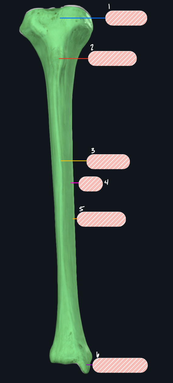 <p>What bone is this?</p>