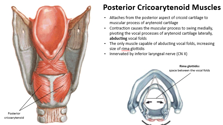 <p><strong>Abduction (posterior cricoarytenoid)</strong></p><p></p><p>The <strong>posterior cricoarytenoid muscle</strong> is the <strong>only muscle</strong> that <strong>abducts the vocal folds</strong>, meaning it <strong>opens</strong> the glottis (space between the vocal cords).</p><p>It’s important for <strong>breathing</strong>, as it allows air to pass through the larynx.</p>