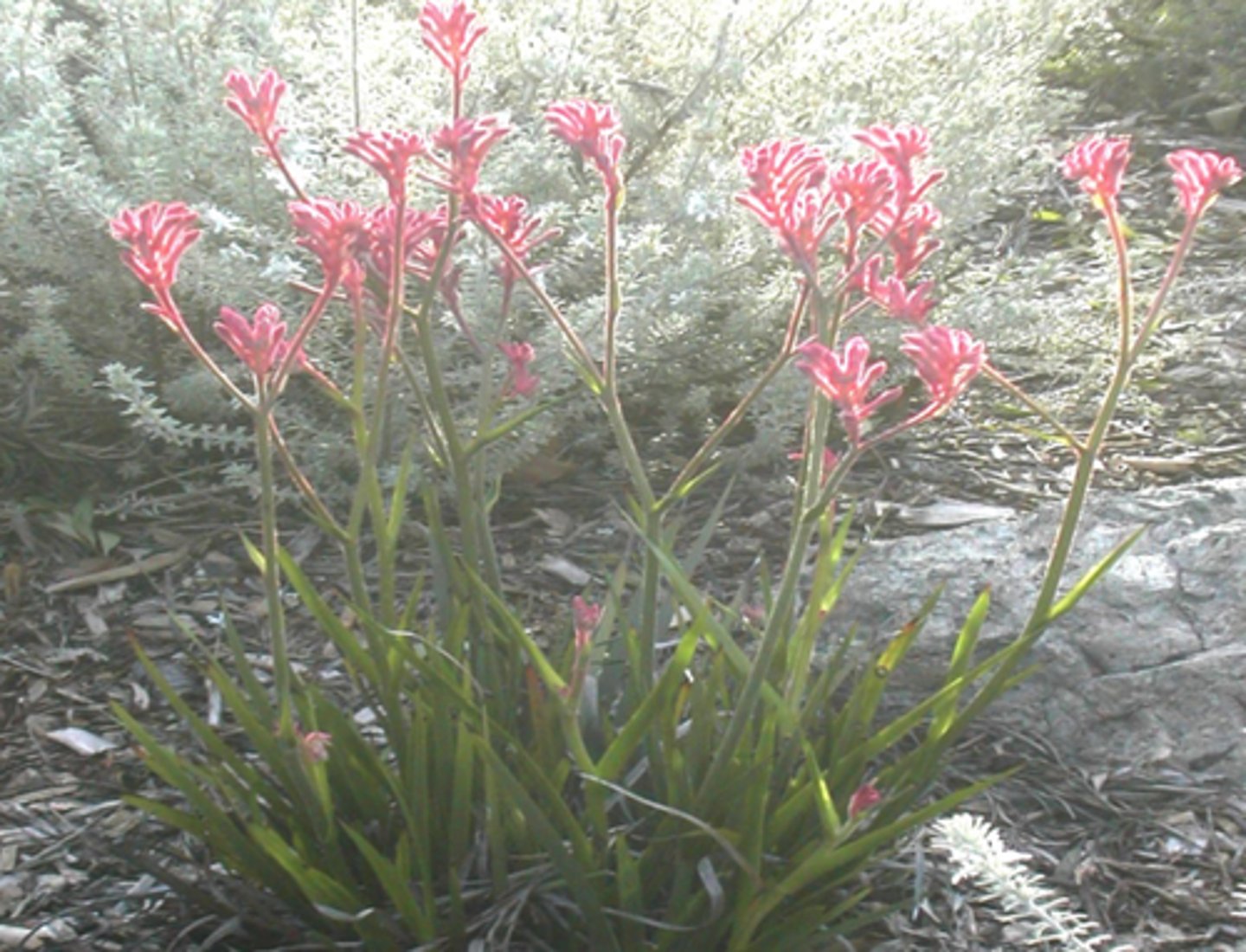 <p>Kangaroo Paw</p>