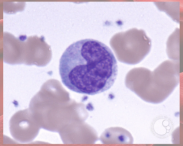 <p>(agranulocyte)</p><p>largest WBC; kidney/horseshoe-shaped nucleus</p>