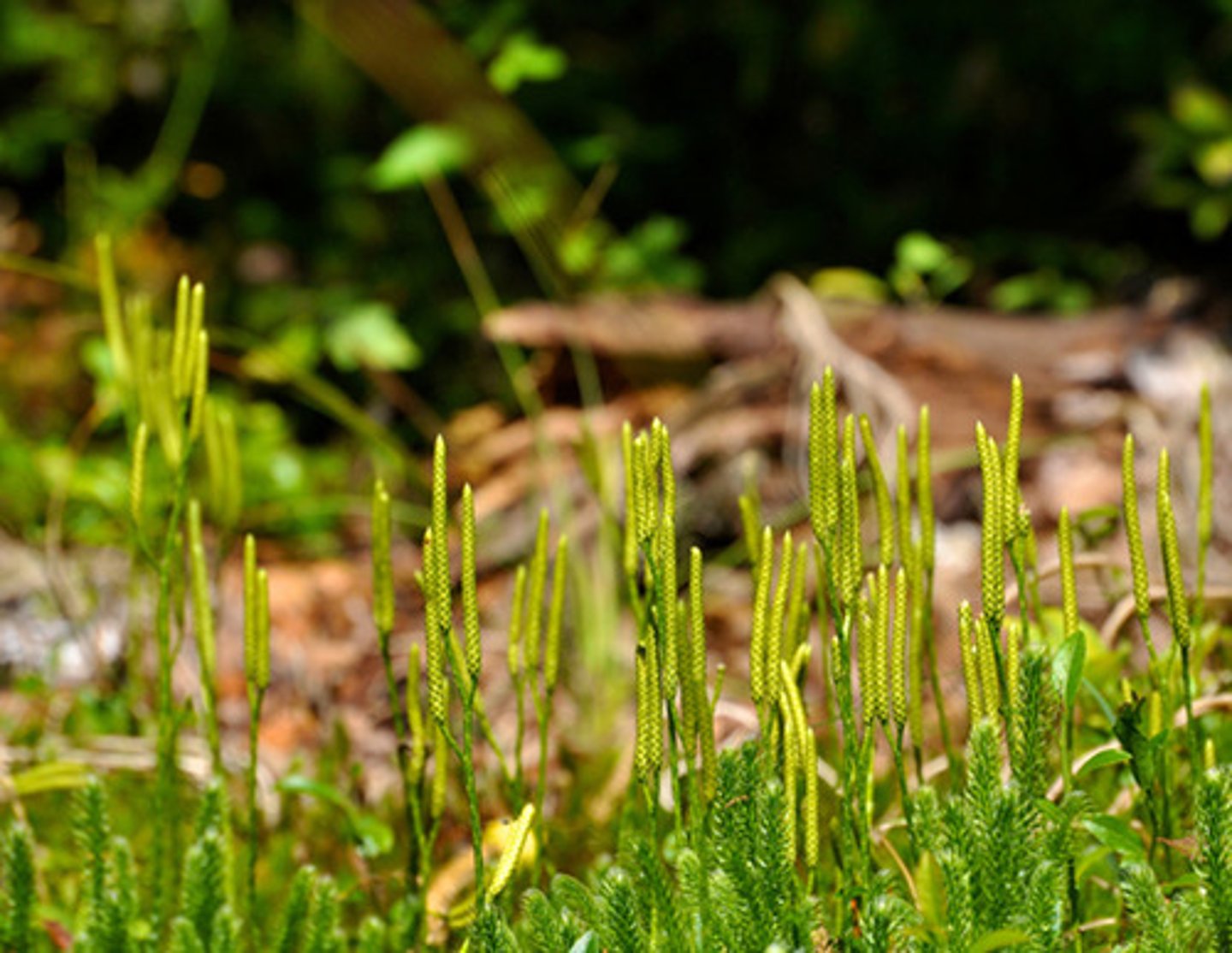 <p>club and spike mosses</p>