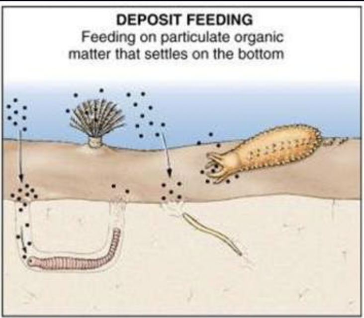 <p>Feeding on food items that occur as deposits; some organisms ingest sediment and extract organic matter from it</p>