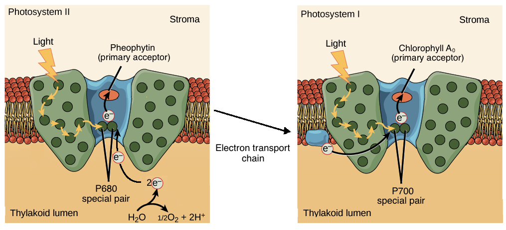 <p>PSII’s is pheophytin and PSI’s is A0^7,8</p>