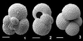 <p>also called foraminifera locomotion: thread like pseudopodia nutrition: pseudopodia, heterotrophs</p>