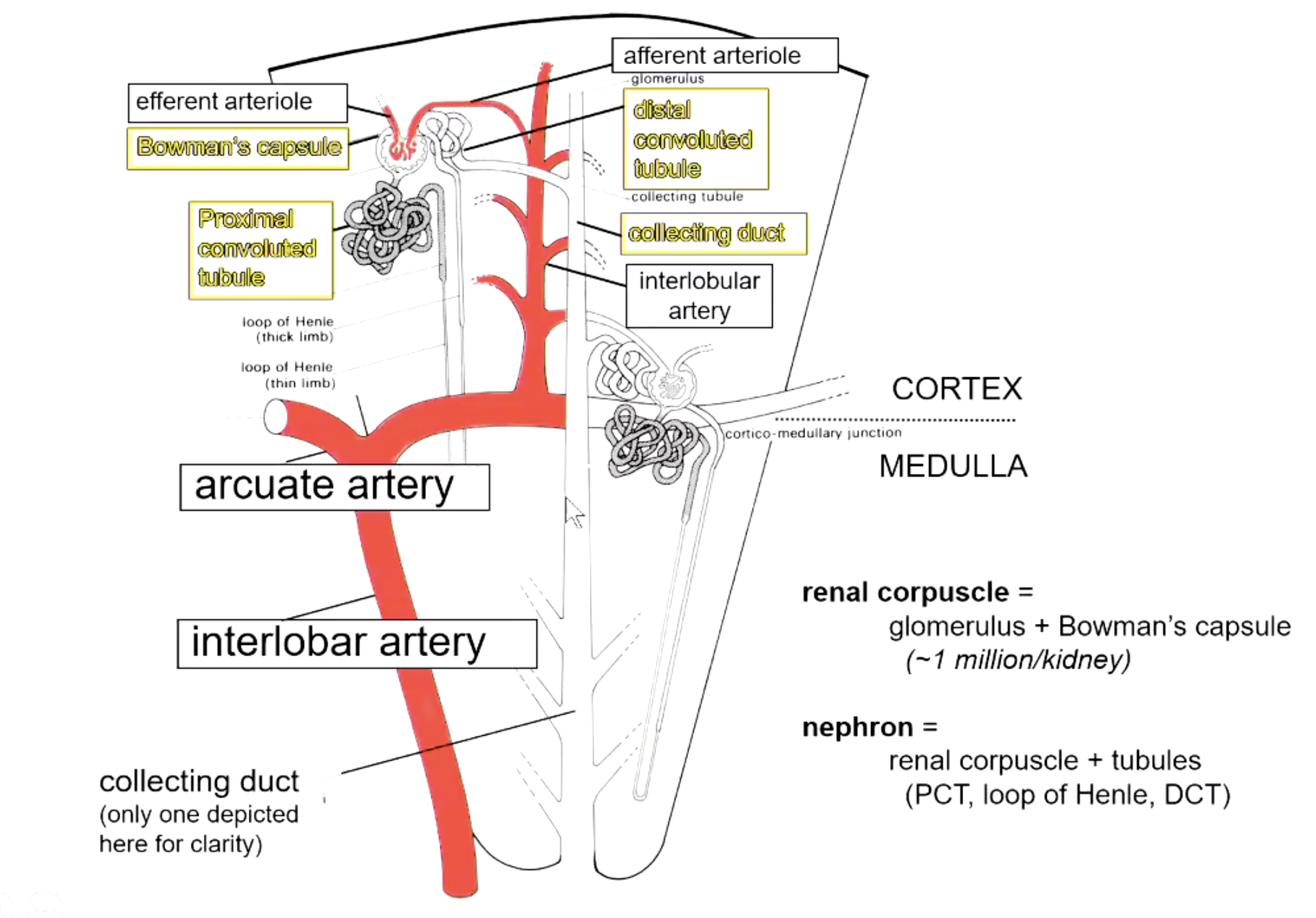<p>renal corpuscle + tubules (PCT, loop of Henle, DCT)</p>