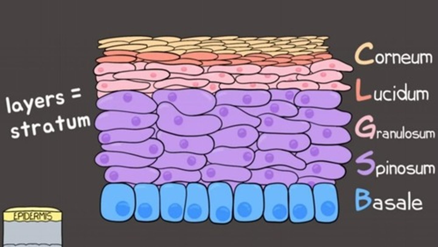 <p>Outermost epidermis layer, dead keratinized cells.</p>