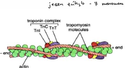 <p>- Komplex tří globulárních proteinů</p><p>    - Troponin T (TnT) – připojuje komplex ke specifickému místu na tropomyozinové molekule</p><p>    - Troponin C (TnC) – váže kalciové ionty</p><p>    - Troponin I (TnI) – inhibuje interakci mezi aktinem a myozinem</p>