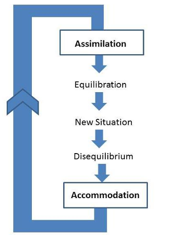 <p>-schema: a cohesive, repeatable action sequence possessing component actions that are tightly interconnected and governed by a core meaning</p><p>-building blocks of behavior, organized knowledge</p><p>-as the child develops, the schemata become more complex</p>