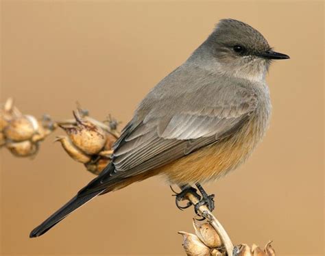 Lighter grey head, darker tail, pink/rusty belly, thinner bill. Males and females similar.
