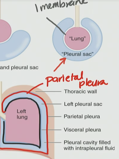 <p>C. Parietal pleura</p>