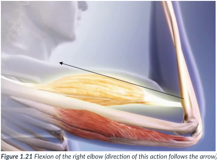 <p>closing of a joint (bending). Angle of joint gets smaller. </p>