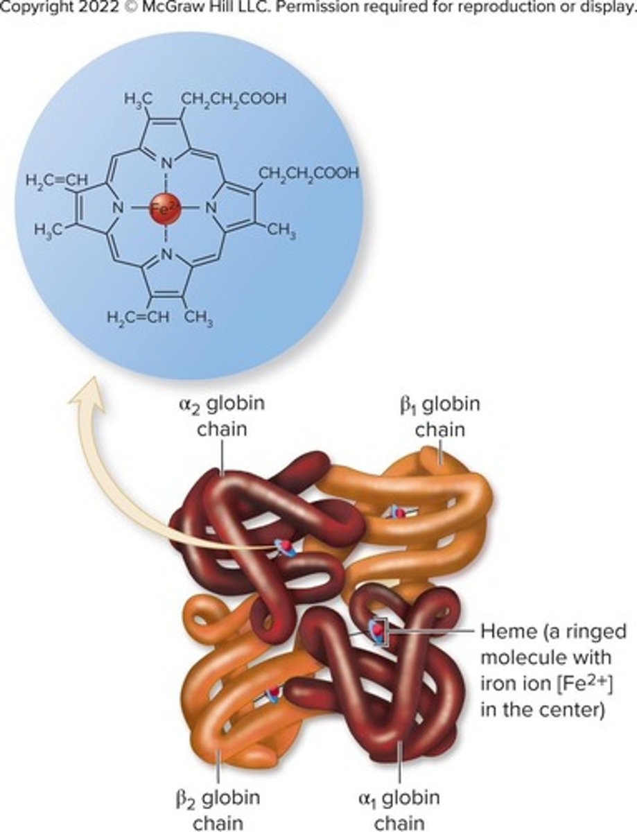 <p>Protein in erythrocytes transporting oxygen and carbon dioxide.</p>