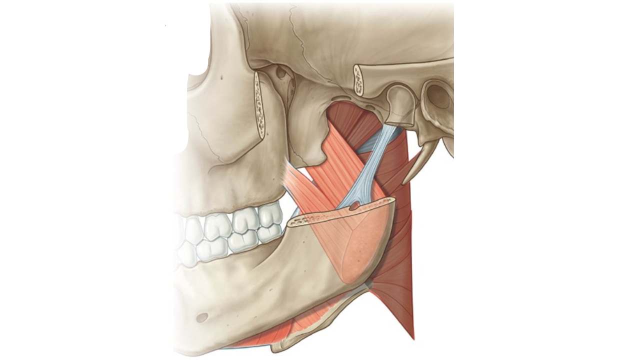 <p>What muscle is this?</p>