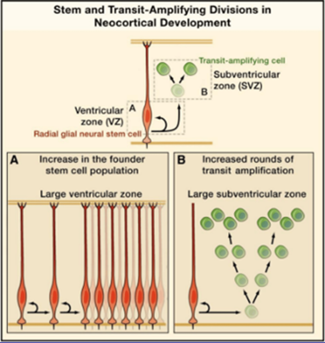<p>§ <strong>Horizontal amplification</strong>: Large extension of radial glia progenitors</p><p>§ <strong>Vertical amplification</strong>: Large extension of intermediate progenitors</p><p></p><p>§ Hier kan mogelijk iets misgaan bij autisme!!!</p><p></p>