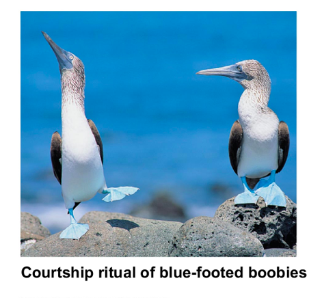 <p>Courtship ritual and other becahiors unique to a species are effective barriers</p>