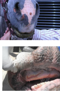<p><span>Vesicular Stomatitis</span></p>