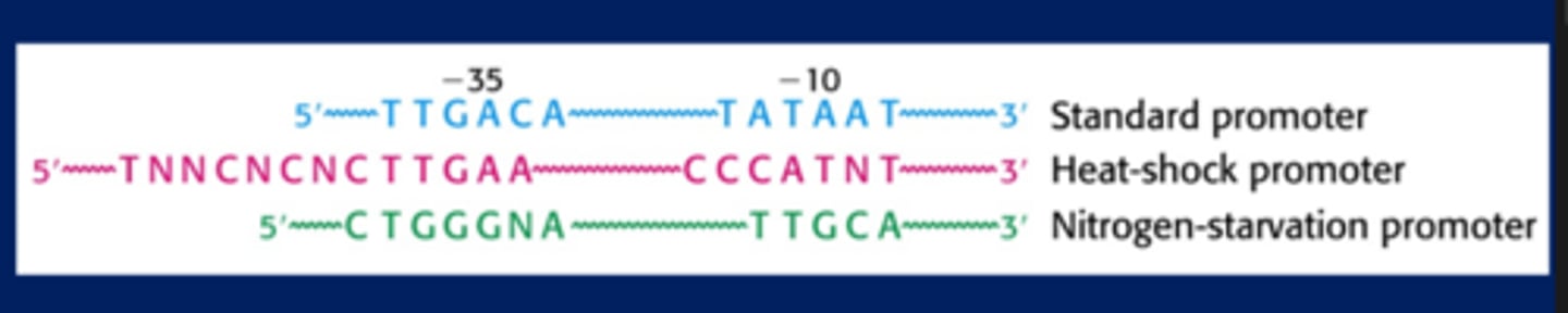 <p>-Have -10 TATA box and a -35 sequence</p>