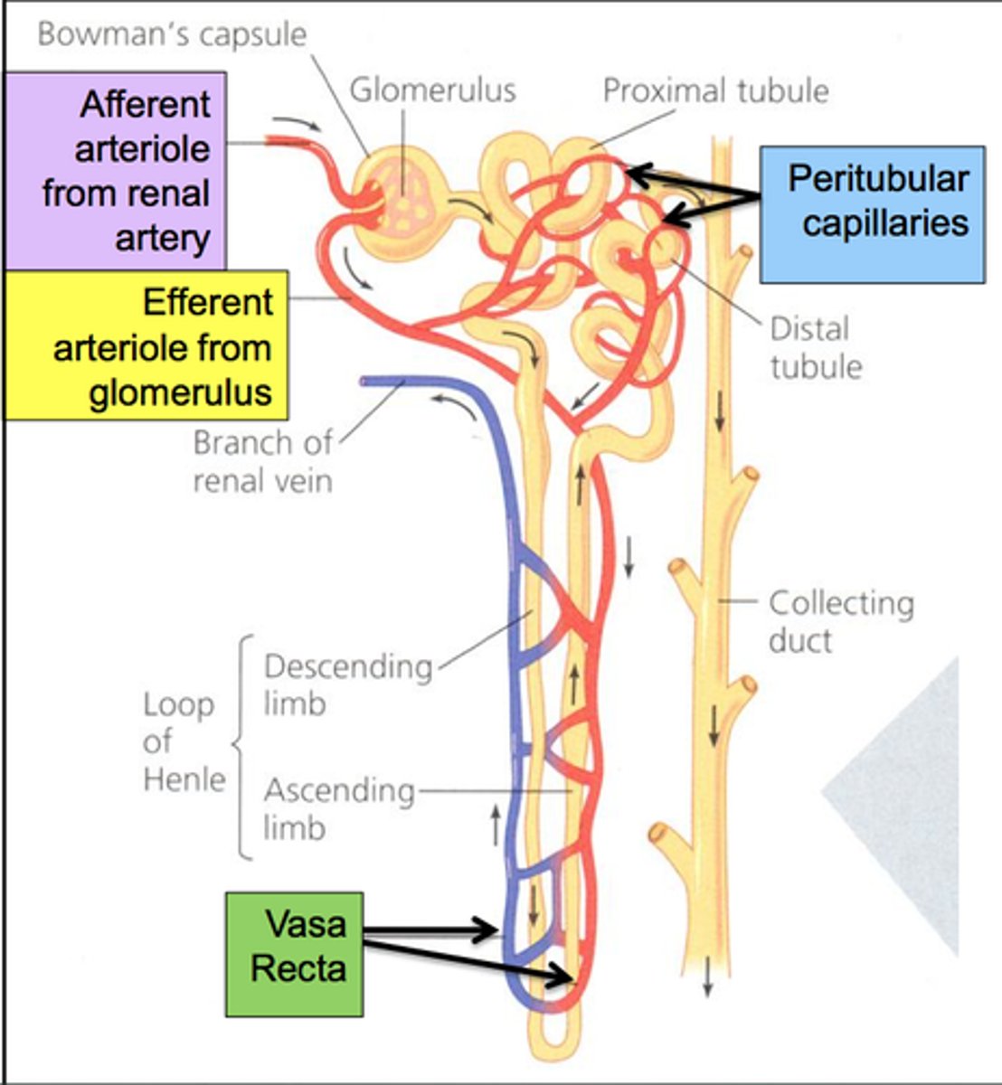 <p>The circulation of the kidney starts as an arteriole and then subdivides into a capillary bed, becomes an arteriole again, and then subdivides into second capillary network. It forms a specialized network of capillaries within the glomerulus. These capillaries are in direct contact with the Bowman's Capsule and it is here that the blood pressure must be high enough to result in the liquid plasma moving from the capillaries into the Bowman's space.</p>