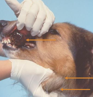 <p>Older, median 12 years </p><p>Breeds: chows, Goldens, Poodles, Cockers etc </p><p>Smaller weight dogs may be over-represented but occur in any breed</p>