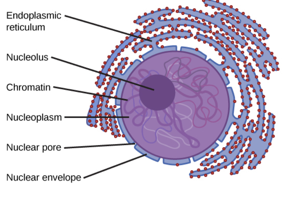 <p>Endoplasmic reticulum </p><p>Nucleolus - produces ribosomal subunits and rRNA, and loosely hanging genetic material (chromatin)</p><p>Chromatin - condenses into chromosomes at division</p><p>Nucleoplasm - gel like substance in the nucleus</p><p>Nuclear pore - allows mRNA to escape into the cytoplasm</p><p>Nuclear envelope (membrane) - is continuous with ER membrane</p>