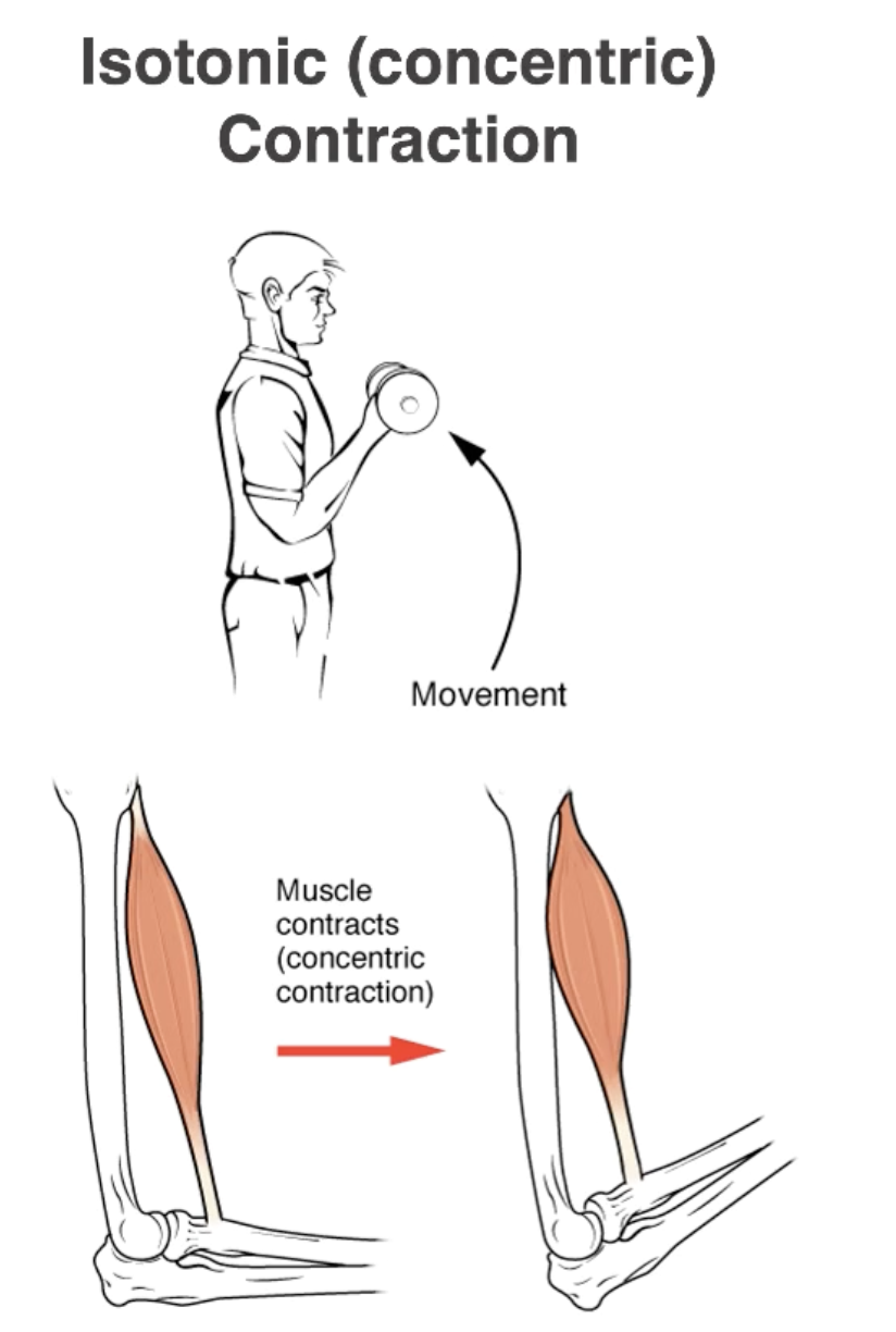 <p>Muscle Shortens</p>
