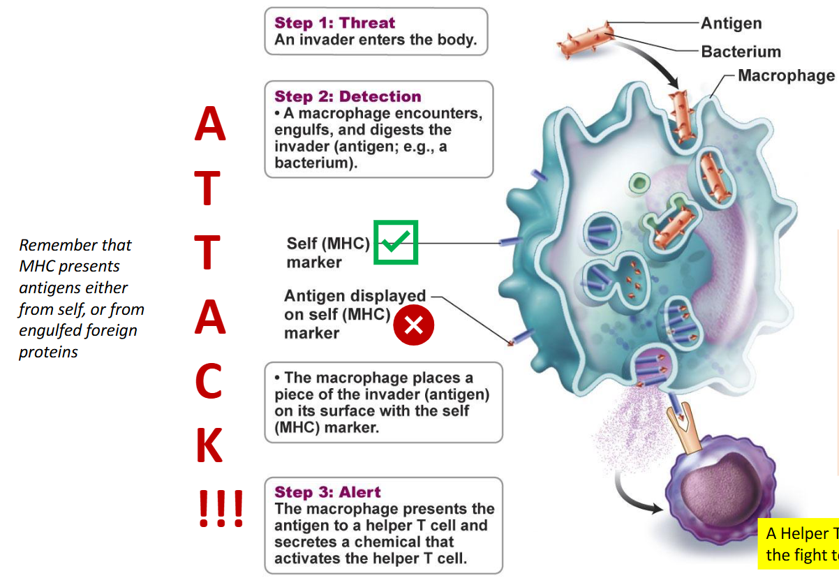 <ul><li><p>Step 1: Threat → Invader enters body</p></li><li><p>Step 2: Detection →<span><span> Cells will try to destroy that bacteria in some way. For example,  macrophages engulf that foreign particle to try to digest it and destroy it</span></span></p></li><li><p><span><span>But if the pathogen is too strong…the antigen will be displayed on the self MHC marker&nbsp;</span></span></p></li><li><p><span><span>Signals to the body that it needs to initiate this third line of defense,  a stronger immune response to try to rid this pathogen from the system</span></span></p></li><li><p><span><span>Step 3: Alert —&gt; The macrophage displays antigen to a helper T cell and secrets a chemical to activate the T cell</span></span></p></li></ul><p></p>