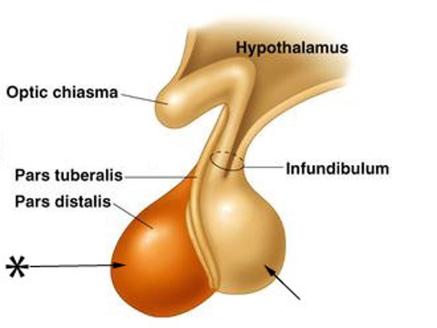 <p>The ______ is a gland in the brain that emits numerous hormones to control body processes such as growth, blood pressure, and sex organ functions.</p>
